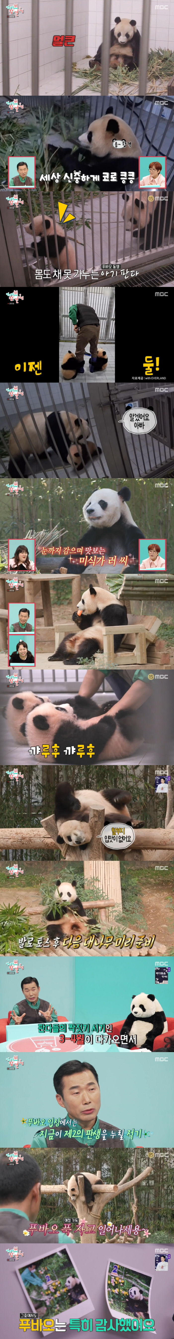 강철원 사육사 "푸바오, 5월 전 中으로...제2 판생 누릴 시기" ('…