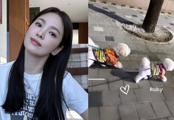 송혜교가 쉬는 날을 보내는 법..홀로 사는 삶+반려견과 함께 '소소한 행…