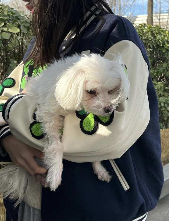 황신혜 모녀, 팬들 덕 잃어버린 반려견 찾았다 "희망 없어져갔는데 감사해…