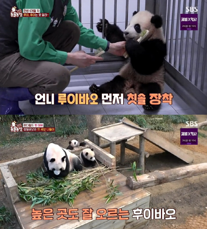 푸바오와 동생 루이·후이바오의 새해 첫 인사! 바깥 세상과 첫 조우 순간…