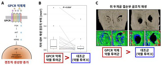 부러진 뼈·치아, 자연 재생 유도 약물 규명