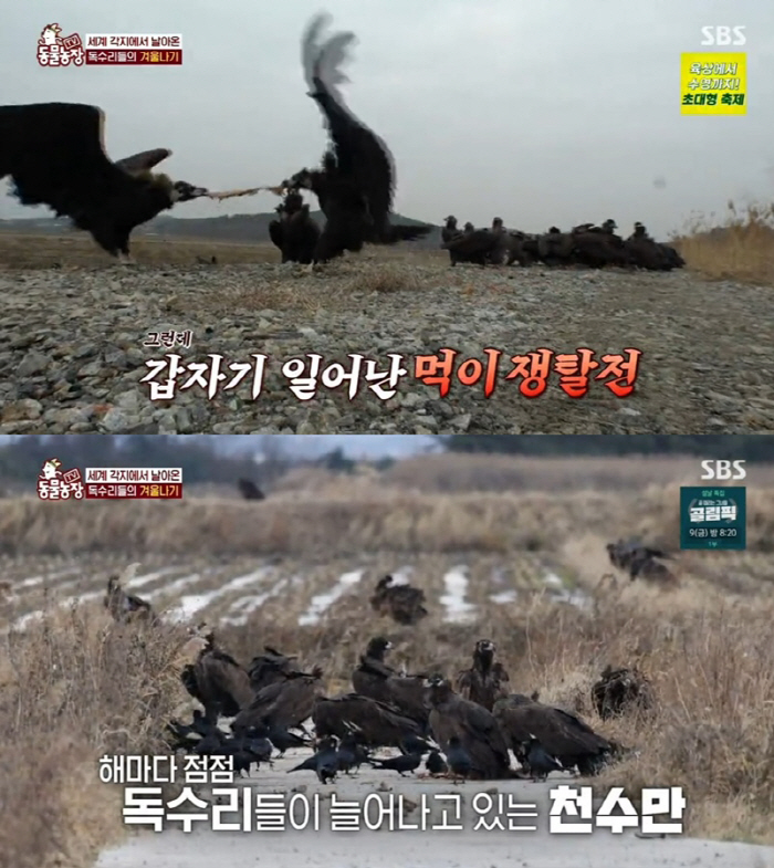 "살려고 한국 찾았는데"… 날개 잃은 독수리의 외침('TV동물농장') […