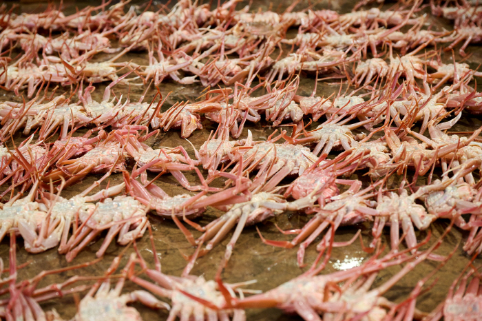 엄마 품 닮은 '울진', 대게가 '활짝'…이맘때면 그곳으로 미식기행