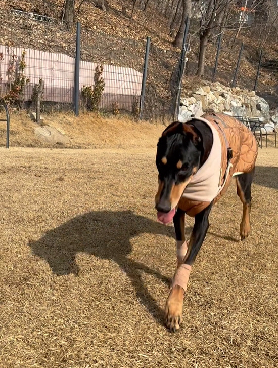 배정남, 전신마비 반려견 지극정성 간호 통했다 "너무 잘 걸어..집에 갈…