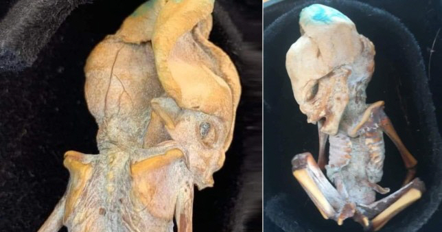 길쭉한 머리에 커다란 눈...800년 전 '외계인 미라'?, 정체는?