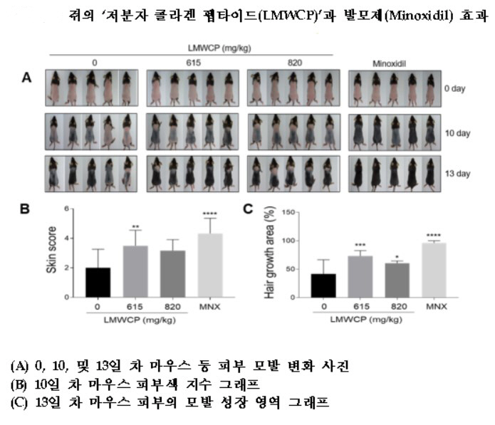 '저분자 콜라겐 펩타이드' 모발 성장 촉진 효과 입증