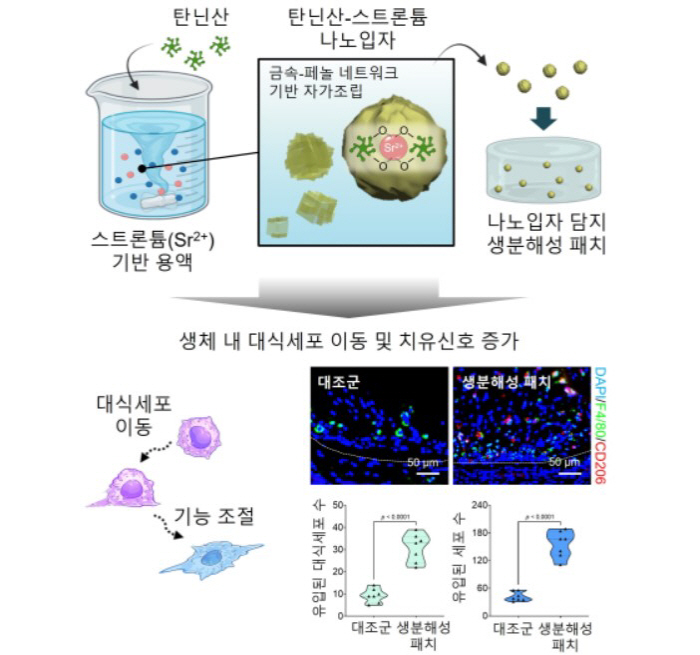 견과류·와인 떫은맛 '탄닌산' 활용, 염증성 상처 재생 패치 개발