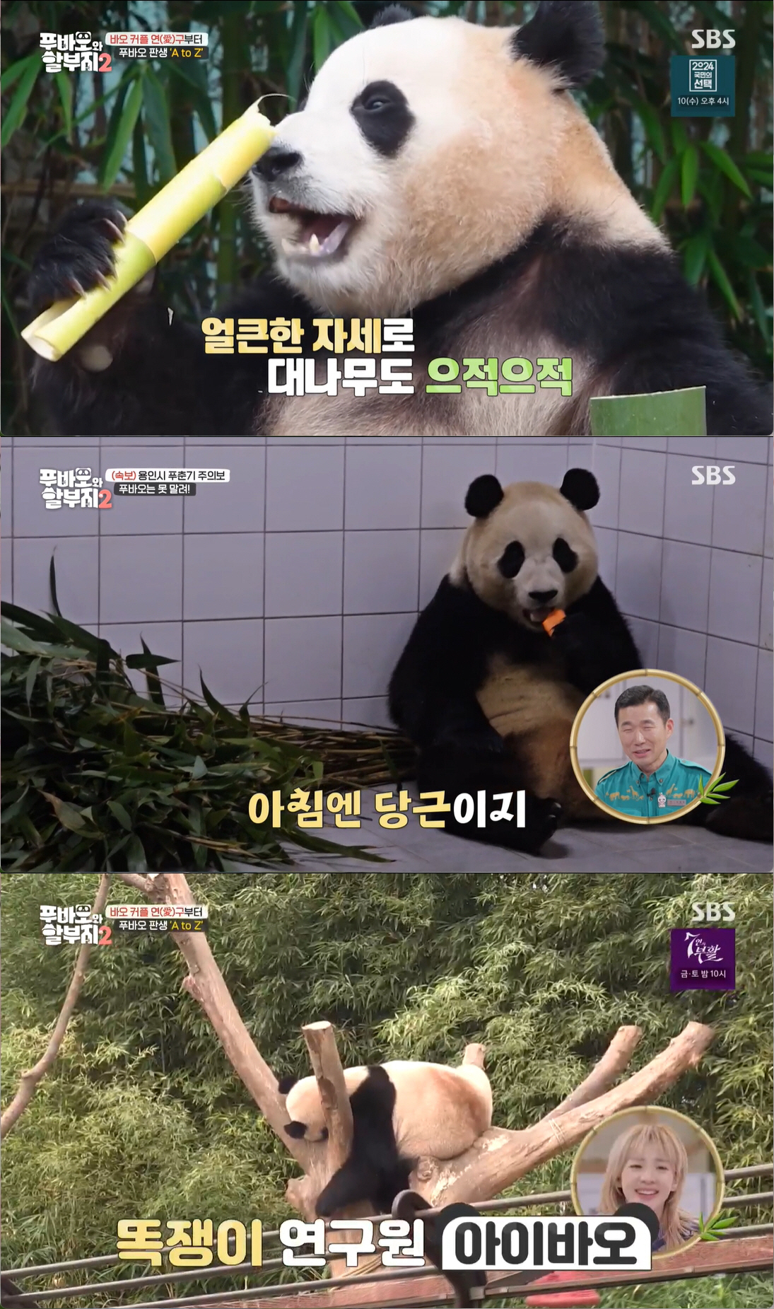 강사육사 "푸바오 中 출국 앞두고 검역 중, 번식기 행동도..잘 적응 중…