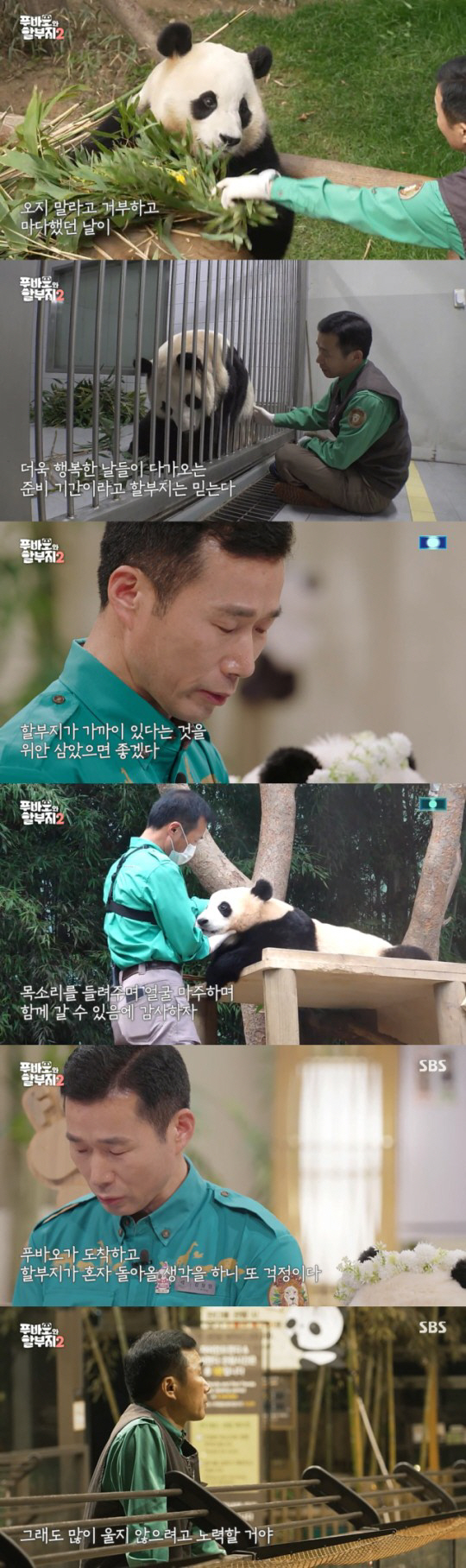 "할부지에게 와줘 고마워" 강철원 사육사, 모친상에도 푸바오 배웅 동행……