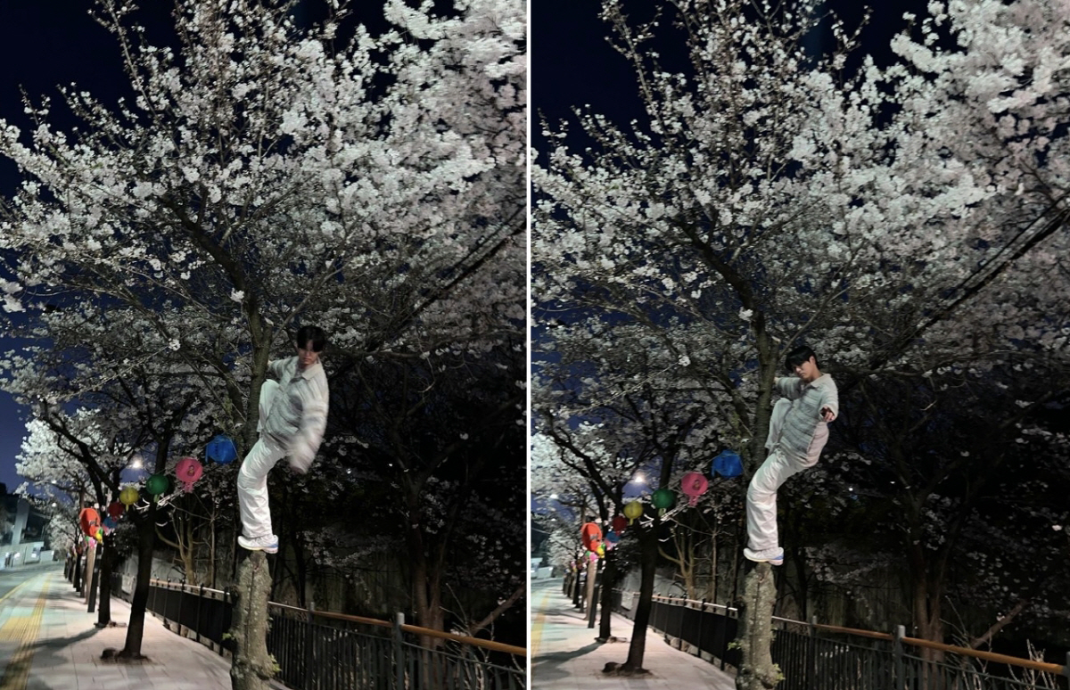 [SC이슈] "벚꽃맨" 외치며 나무 올라탄 'S대 출신' 최성준, 민폐 …