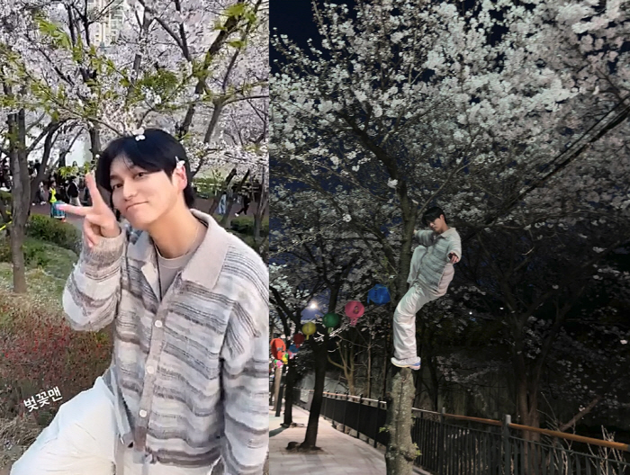 "신고 당한다" 최성준, 벚나무 올라타 인증샷→민폐 '비난 폭주'