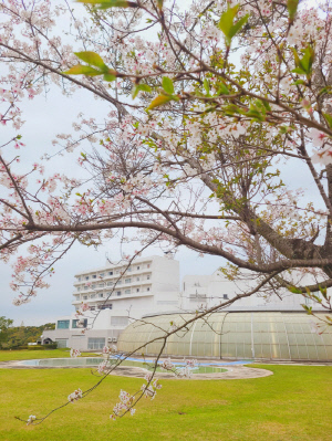 [골프소식]일본 골프 관심 급증...쇼골프 사쓰마골프-온천리조트 1차 구좌도 조기 마감 분위기
