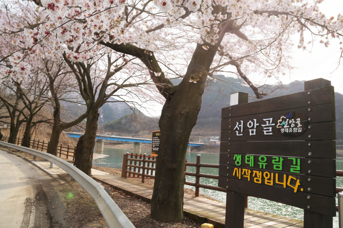 봄 따라 한들한들, 강 따라 살랑살랑… 행복 가득 봄 길 어디가 좋을까