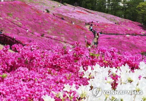 [연합뉴스 자료사진]