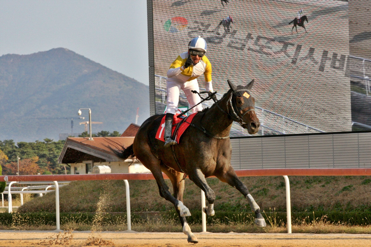 [경마]스테이어(Stayer) 시리즈 제2관문, 제23회 YTN배(G3)…