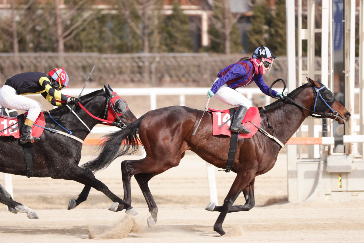[경마]스테이어(Stayer) 시리즈 제2관문, 제23회 YTN배(G3)…