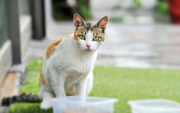 길고양이 먹이 준 남성에 거액 배상 판결, 이유는?