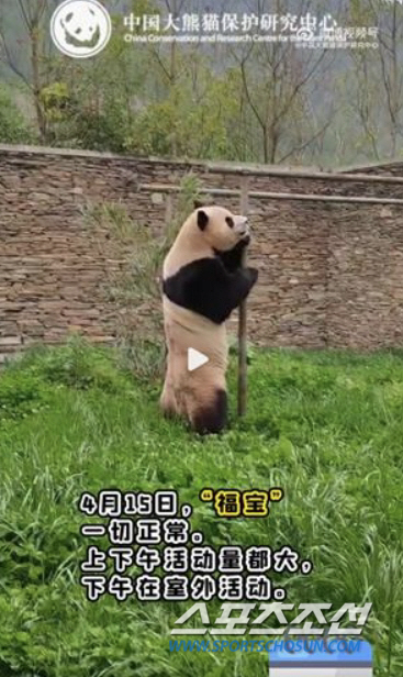 '중국행' 푸바오, 야외 방사장서 편안한 모습으로 산책…'완벽 적응' 근황 공개돼