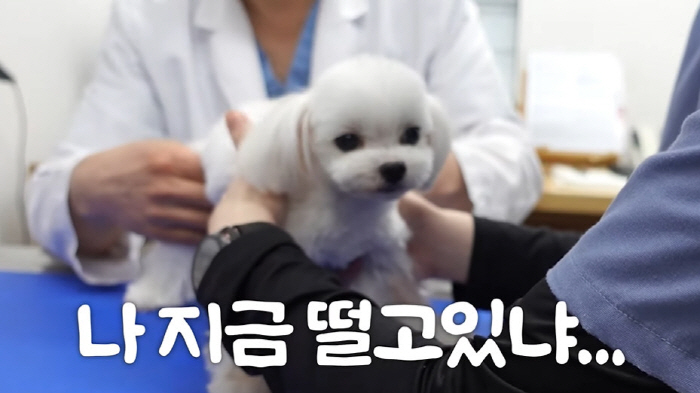 남보라, 반려견 전체 발치에 눈물..."번식장 있을때 잇몸뼈 다 녹아" …