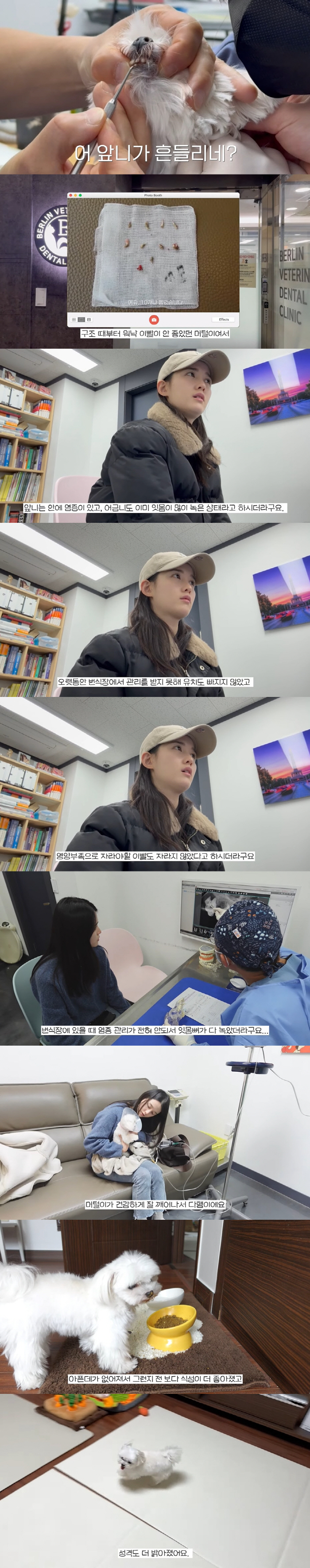 남보라, 반려견 전체 발치에 눈물..."번식장 있을때 잇몸뼈 다 녹아" …
