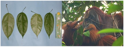 [Scientific Reports/Isabelle Laumer et al. 제공. 재판매 및 DB 금지]