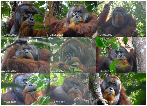 [Scientific Reports/Isabelle Laumer et al. 제공. 재판매 및 DB 금지]