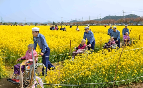 해군 장병들이 거동이 불편한 할아버지·할머니를 모시고 삼척의 맹방 유채꽃밭 나들이를 하고 있다. 2016년 [연합뉴스 자료사진]