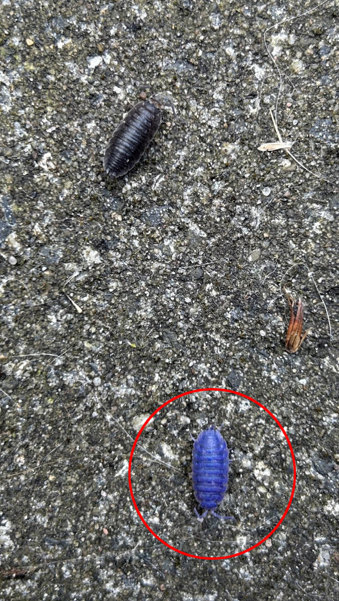 파란색 곤충 신기하네, 알고 보니 '슬픈 진실'이…