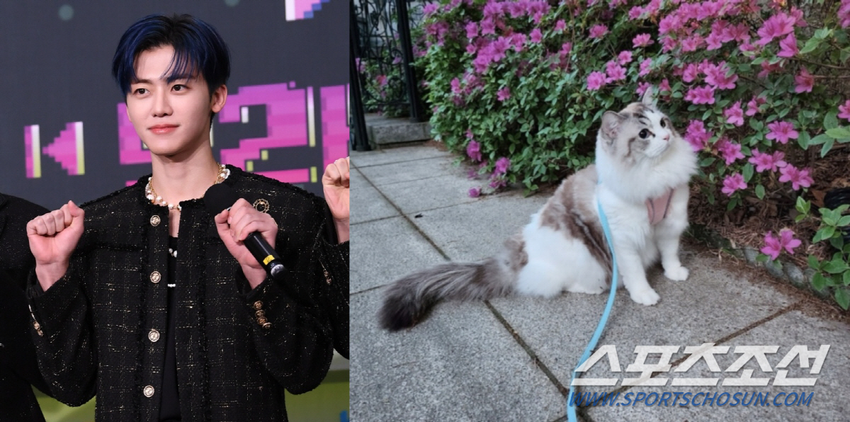 NCT 재민이 쏘아올린 반려묘 산책 사진에 팬들 설전 "고양이 학대 vs…