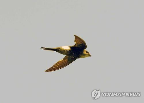 600년 넘게 사는 상어, 날면서 자는 칼새…멸종해가는 동물들