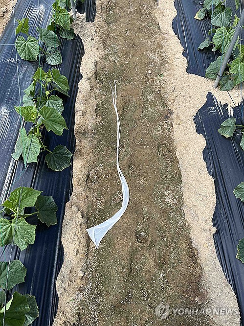 (홍천=연합뉴스) 2일 오전 강원 홍천군 서석면 수하리 한 밭에서 북한에서 보낸 것으로 추정되는 오물 봉투의 잔해가 발견됐다는 119 신고가 들어왔다. 사진은 풍선 잔해가 바닥에 떨어져 있는 모습. 2024.6.2 [강원특별자치도소방본부 제공. 재판매 및 DB 금지] taetae@yna.co.kr