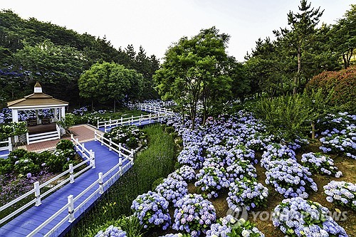 울산에 전국 최대 수국마을 만든다…"아름다운 정원도시로"