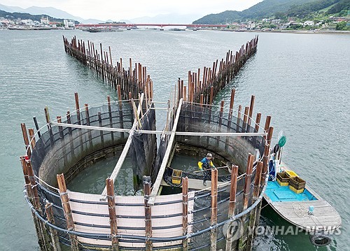 '뜰채질 한 번에 수백마리 은빛 멸치'…500년 전통 남해 죽방렴