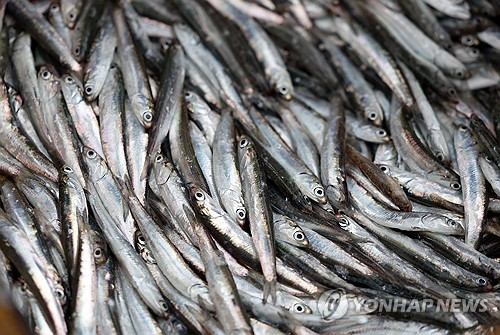(남해=연합뉴스) 김동민 기자 = 장마를 앞둔 20일 오후 경남 남해군 삼동면 지족해협 일대에서 죽방렴 어업을 통해 잡은 멸치. 2024.6.20 image@yna.co.kr