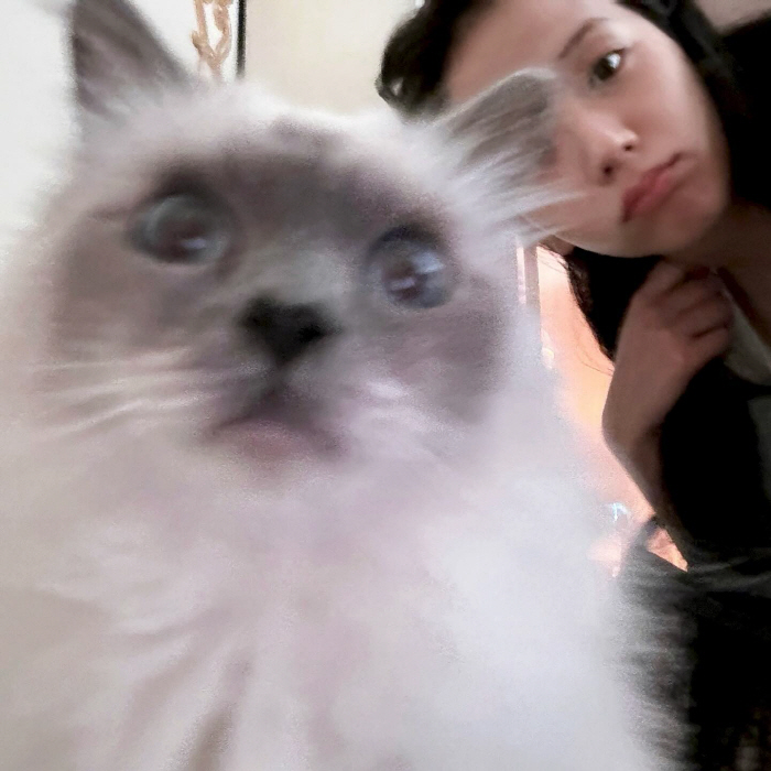 [SCin스타] 고양이 옆에 고양이! 블핑 지수, 놀랍도록 작은 얼굴