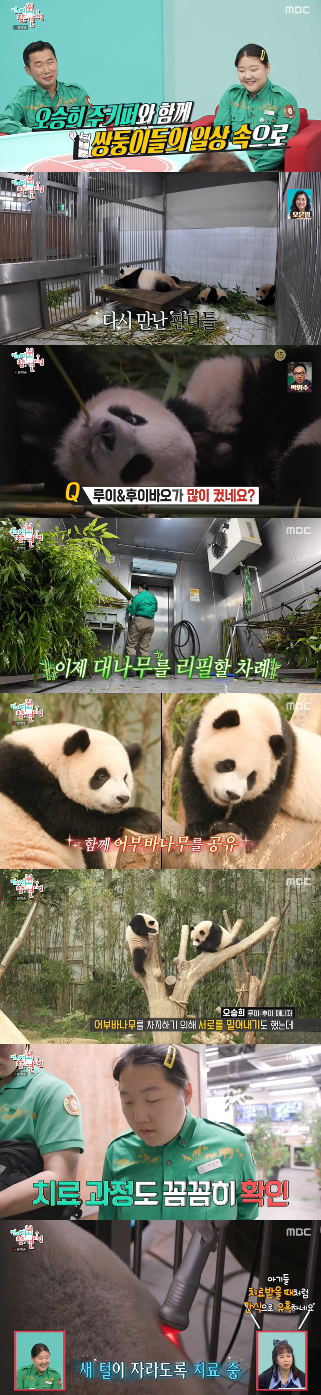 푸바오X강철원 사육사 재회 "中서도 슈퍼스타..잘하고 있다고 격려" ('…