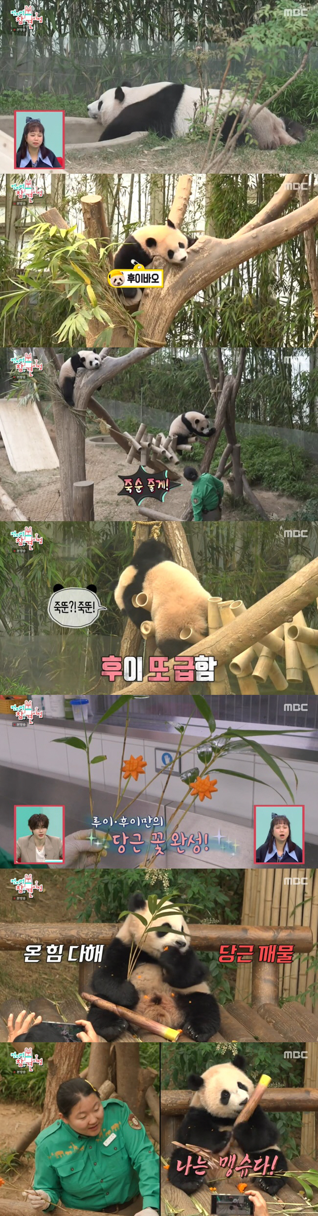 푸바오X강철원 사육사 재회 "中서도 슈퍼스타..잘하고 있다고 격려" ('…