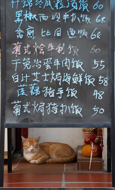 콜로안의 한 식당에서 졸고 있는 고양이 [사진/성연재 기자]
