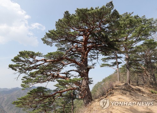 꼿꼿한 선비 같은 소나무…한국인이 가장 좋아하는 이유는