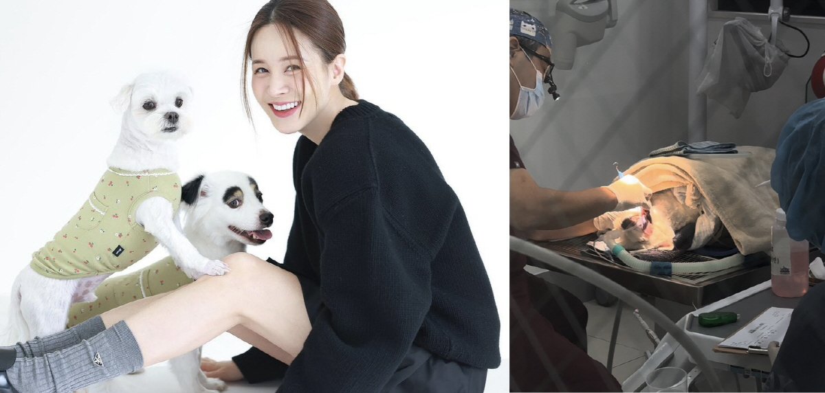 아이비 "반려견 대수술, 무려 15개 발치...염증 때문에 치아뼈 녹아"