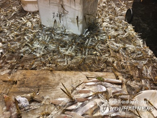 [블레스호 제공.재판매 및 DB금지]