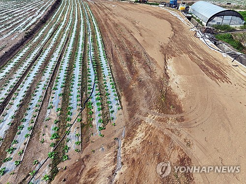 (해남=연합뉴스) 김혜인 기자 = 26일 오후 전남 해남군 문내면 한 배추밭이 텅 비어있다. 2024.9.26 in@yna.co.kr