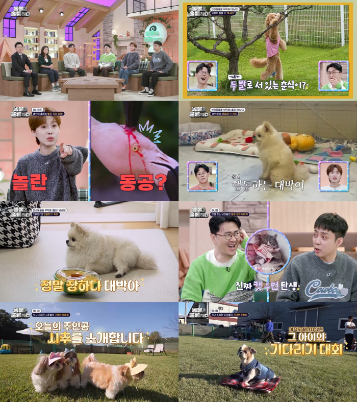 “男주인보고 배웠다” 의혹..꼬긁견, 민망한 습관 고치기 성공! (동물은…
