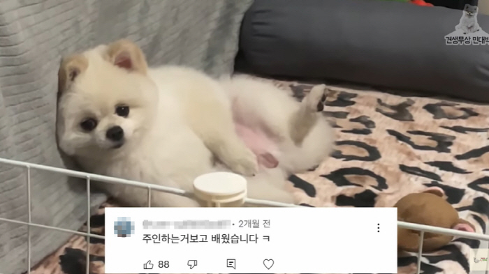 “男주인보고 배웠다” 의혹..꼬긁견, 민망한 습관 고치기 성공! (동물은…
