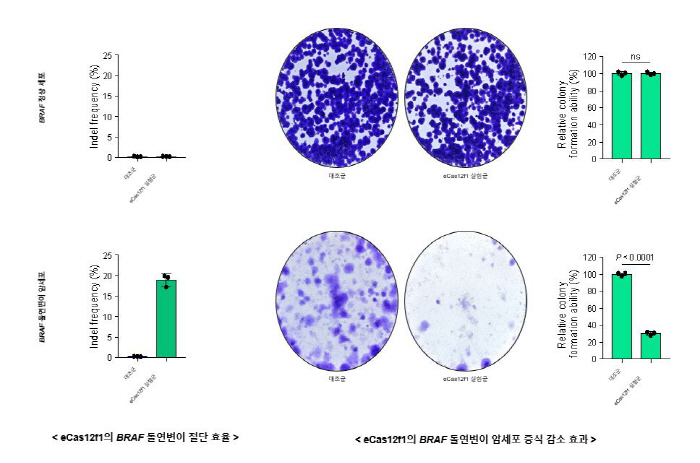 새로운 유전자 가위로 암세포 증식 82%까지 감소…정밀 암 치료 가능성 …
