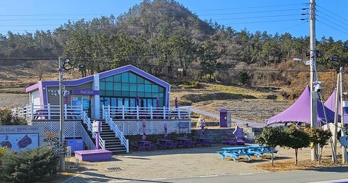 주민 100명 거주 신안 퍼플섬에 '연매출 1억 카페'