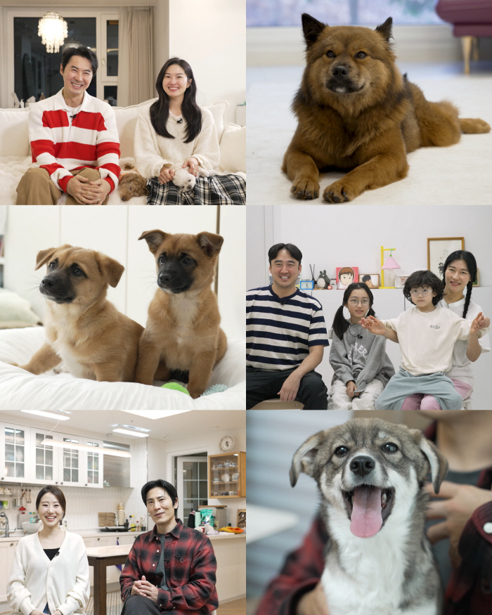 '결혼5년차' 전진♥류이서, 새식구 입양했다..."안락사 내몰린 믹스견 …