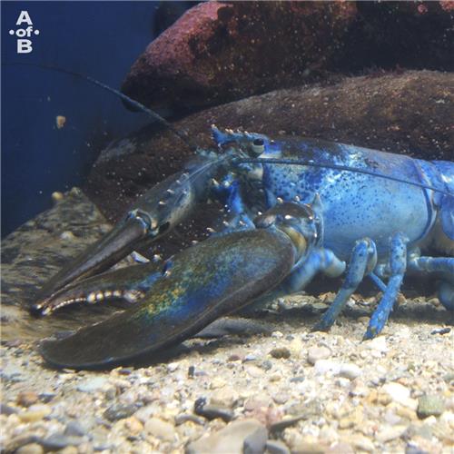 [밴드 붐은 온다 제공. 재판매 및 DB 금지]