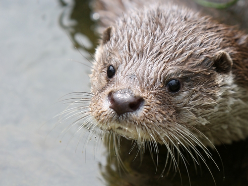 [국가유산청 국가유산포털 제공. 재판매 및 DB 금지]