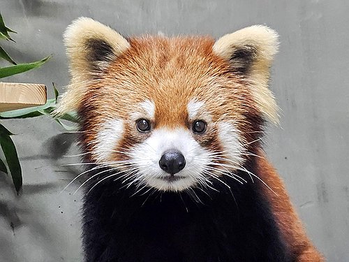 (서울=연합뉴스) 서울대공원은 지난해 11월 캐나다와 일본에서 온 레서판다 삼총사의 근황을 온라인으로 먼저 공개한다고 8일 밝혔다. 사진은 레서판다 '리안'. 2024.3.8 [서울대공원 제공. 재판매 및 DB 금지] photo@yna.co.kr